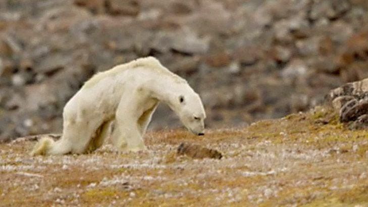 global warming polar bear starving
