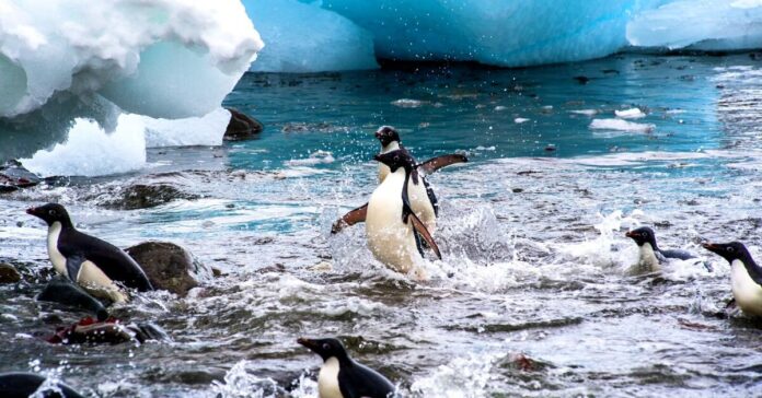penguins running in the water of melted ice. the polar ice cap melting is one of the effects of global waming on the earth